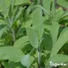 A close-up view of sage leaves and stems. Náhľad obrázku produktu