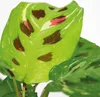 Bloomique - Maranta Variegata - Gebetspflanze - Produktbild-Vorschau 3