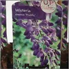 Wisteria sinensis Prolific 70-80 cm - Chinesischer Produktbild-Vorschau 2