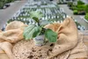 Enseleits 3er Set Aubergine  Pflanze (Solanum melongena) Produktbild-Vorschau 2