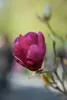Magnolia 'Black Tulip', Magnolie, dunkelrot, 60–80 cm Produktbild-Vorschau 3
