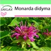 SAFLAX Garden to go - včelí balzam - Monarda didyma - 20 Náhľad obrázku produktu 10