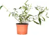 Bloomique - 3er-Mix - Buddleja Davidii - Produktbild-Vorschau 1