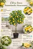Citrus limon Femminello Siracusano Zitronenbaum 120–160 cm Produktbild-Vorschau 3