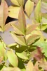 Nandina domestica, Himmelsbambus, 60–80 cm, immergrün Produktbild-Vorschau 6