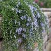 Rozmarín Rosmarinus officinalis Prostratus – výška 19 cm, Náhľad obrázku produktu 4