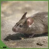 A close-up of a mouse behind a grid. Náhled obrázku produktu