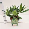 Skimmia confusa 'Kew Green' – skimmie | 25–30 cm v Náhled obrázku produktu 1