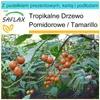 SAFLAX - Zestaw prezentowy - Tamarillo - 50 Nasiona - Z Podgląd zdjęcia produktu 10