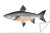 MuchoWow® Poster Fisch - Orange - Hering 180x120 cm - Produktbild-Vorschau 1