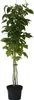 Schottische Himbeere Glen Coe dunkelviolette aromatische Produktbild-Vorschau 2