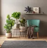 Dehner Lorbeer-Feige Moclame, mit Stämmchen, 50 - 60 cm, Ø Produktbild-Vorschau 2