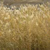 6 x rákos obecný - Phragmites australis | květináč 9 cm x 9 Náhled obrázku produktu 2