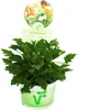 3er Set Duftgeranie - Pelargonia odorata  Hybr. Produktbild-Vorschau 1
