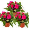 Edel-Lieschen - Impatiens Neu-Guinea - 12cm Topf - Set mit Produktbild-Vorschau 1