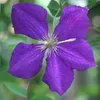A close-up of a purple clematis flower with green foliage in the background. Produktbild-Vorschau