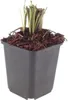 Liatris spicata – 12 Pflanzen – Ø9cm – Höhe 10-25cm – Produktbild-Vorschau 2