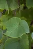 Vitis vinifera coignetiae, Zierwein, 60–100 cm Produktbild-Vorschau 2