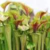 Bloomique - Sarracenia Juthatip Soper - Plante Trompette - Voir les images du produit 3