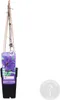 Bloomique - Clematis The President - Waldrebe - Lila - Produktbild-Vorschau 2