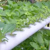 Zestaw do uprawy hydroponicznej System hydroponiczny 36 Podgląd zdjęcia produktu 7