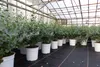 2 Stück Eucalyptus Gunni Gunnii Busch Kugel Eukalyptusbaum, Produktbild-Vorschau 4