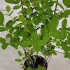 Lonicera caerulea 'Larisa' - Honigbeere - Höhe 70 cm - Produktbild-Vorschau 4