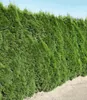 BALDUR Garten 1er Lebensbaum-Hecke 'Smaragd' 40-60cm hoch, Produktbild-Vorschau 2