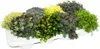 8 odolných rastlín rodu Sedum – rastlina rodu Sedum – Náhľad obrázku produktu 3