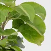 Malus Domestica 'Elstar' Pommier, pot de 3 litres Voir les images du produit 5