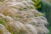 Stauden Gänge 1 x Miscanthus sinensis im 1 Liter Topf - Produktbild-Vorschau 5
