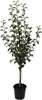 A potted tree with dark green leaves and a brown stake, isolated on a white background. Produktbild-Vorschau