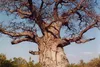 SAFLAX - Africký strom baobab - Adansonia digitata - 6 Náhľad obrázku produktu 4