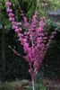 Cercis chinensis 'Avondale', Chinesischer Judasbaum Produktbild-Vorschau 3
