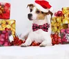 Collare festivo con fiocchi di neve, Collari e decorazioni Anteprima dell’immagine prodotto 5