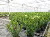 Oleander 90 cm  Busch Nerium Rosenlorbeer Dauerblüher Produktbild-Vorschau 4