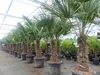 Trachycarpus fortunei dicker Stamme, 170 - 200 cm hohe Produktbild-Vorschau 6
