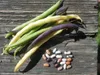 Haricots, mélange de différentes variétés, gousses de Voir les images du produit 6