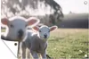 MuchoWow® Produktbild-Vorschau 1