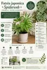 Fatsia japonica 'Spiderweb' 30–40 cm – Gevlekte Productafbeelding-voorbeeld 2