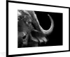 MuchoWow® Gerahmtes Poster Büffel - Tiere - Schwarz - Weiß Produktbild-Vorschau 1