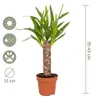 3x Mieszanka palm tropikalnych – Dypsis-Chamaedorea-Yucca – Podgląd zdjęcia produktu 6