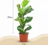 Green boutiQ - Zimmerpflanze - Geigenfeige - Ficus Lyrata - Produktbild-Vorschau 2
