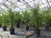 Palme 90-120 cm, Phoenix canariensis, kanarische Produktbild-Vorschau 9