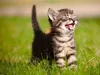 Katzen-Clicker-Box Produktbild-Vorschau 2