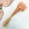 Getrocknete Hasenschwanzgras - (Lagurus) - Lachs Produktbild-Vorschau 5