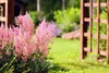 Stauden Gänge 1 x Astilbe arendsii 'Astary Rose' - Produktbild-Vorschau 3