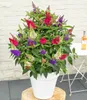 BALDUR Garten 1x Zwerg-Schmetterlingsstrauch 'Butterfly Produktbild-Vorschau 1