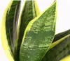 Dehner Bogenhanf Sansevieria trifasciata, Produktbild-Vorschau 2
