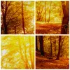 Bild auf Leinwand - Leinwandbild - Wald Baum Natur - Produktbild-Vorschau 8